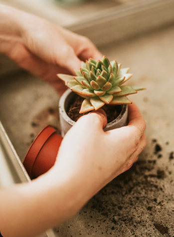 Cuidado estético de plantas