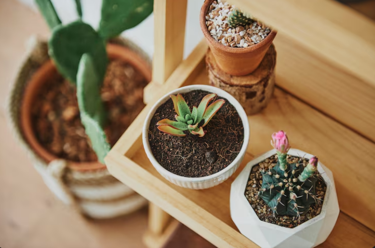 cómo dar brillo a las hojas de suculentas