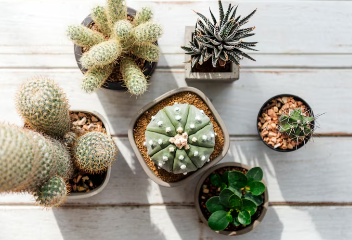 Mantenimiento de plantas de interior