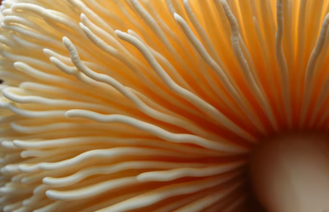 Hongos funcionales melena de león