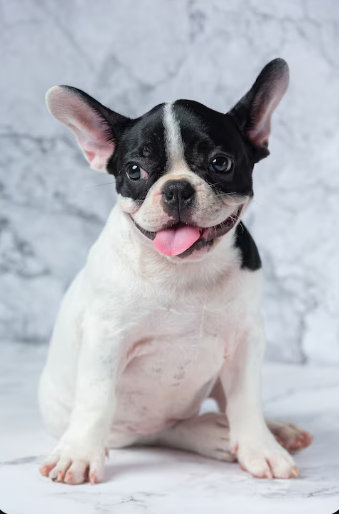 Mejores razas de perros pequeños