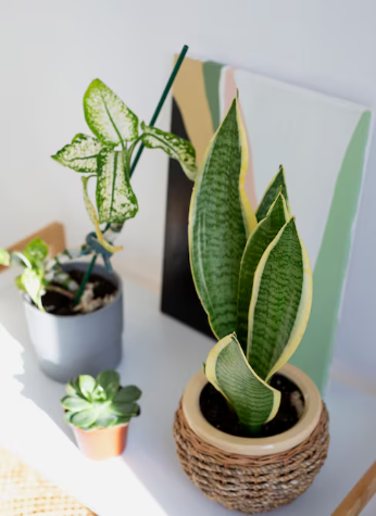 Plantas que necesitan poca agua