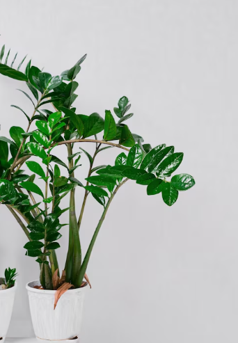 Plantas de interior resistentes