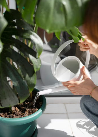 Riego para plantas de interiores 