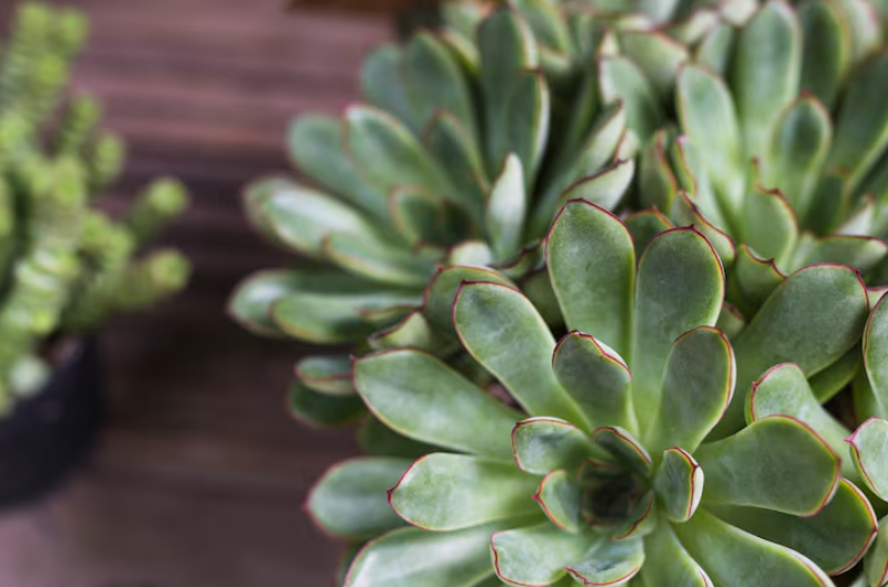 Atraer dinero con plantas