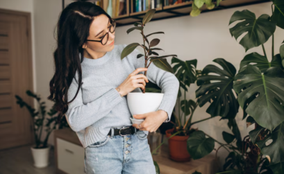 Plantas de interior