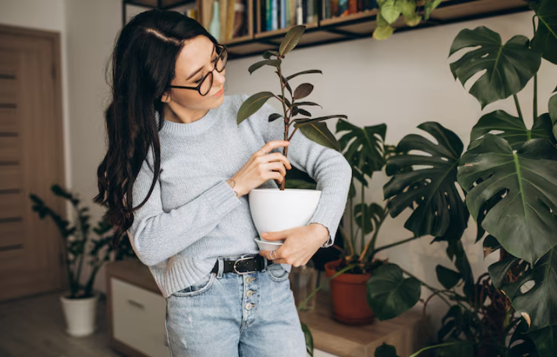 Plantas de interior