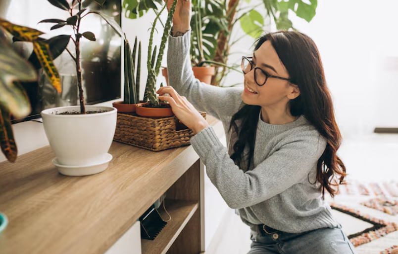 Cuidado de las plantas en casa
