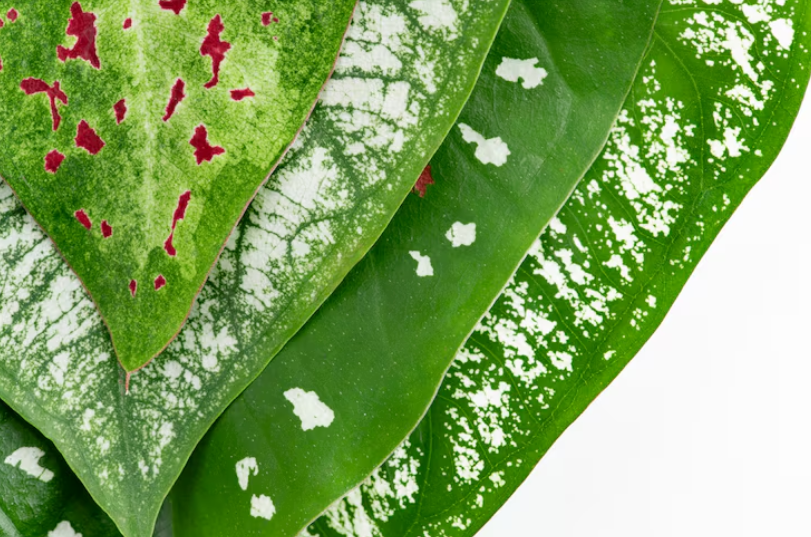 Plantas del hogar