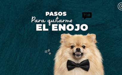 Pasos para quitarle el enojo a los perros