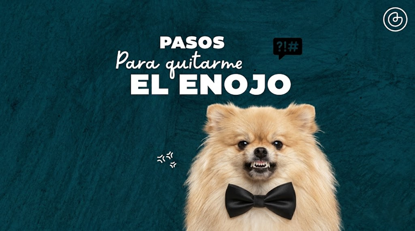 Pasos para quitarle el enojo a los perros