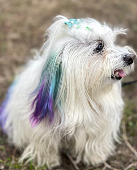 Beneficios del colágeno en perros