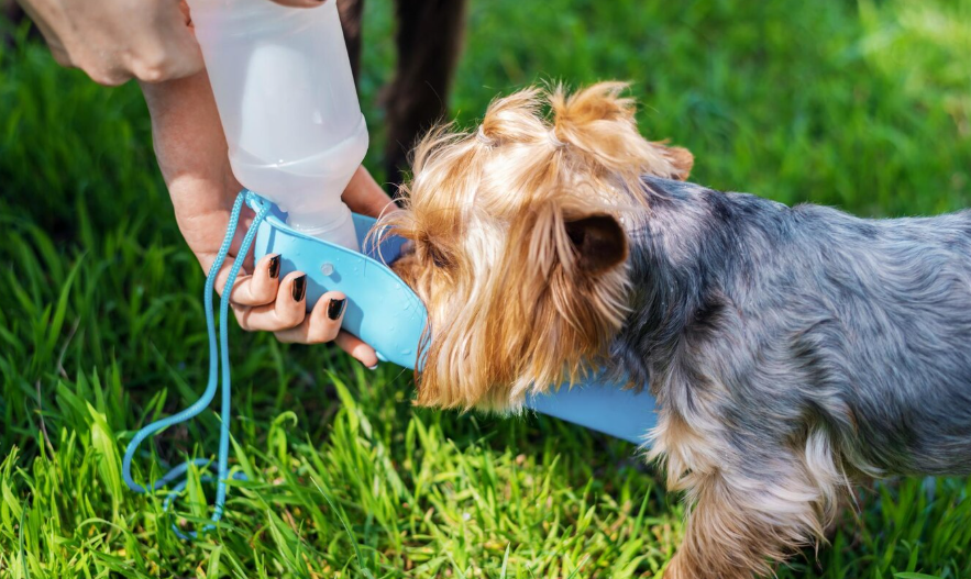 Golpes de calor en perros