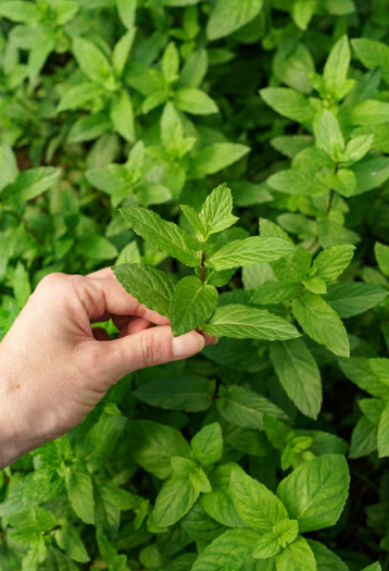 Plantar hierba buena en maceta
