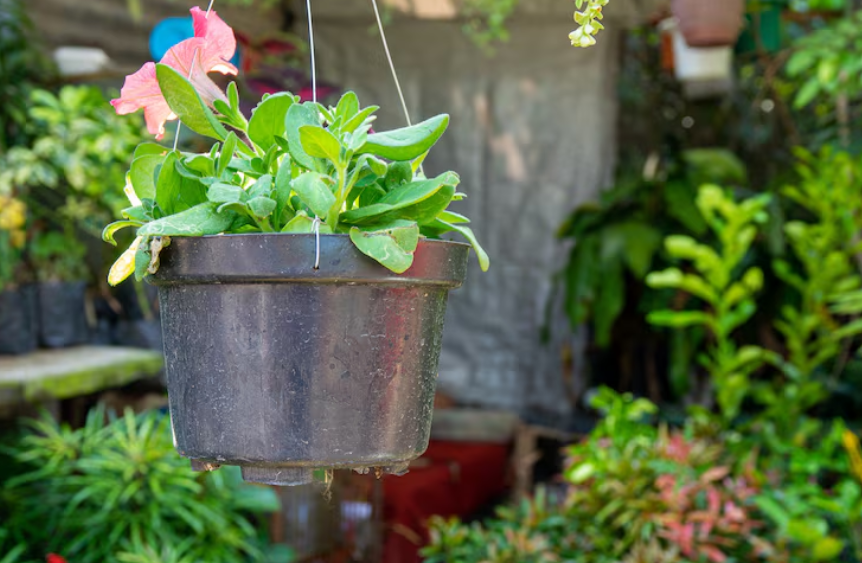 Cómo cuidar plantas en verano