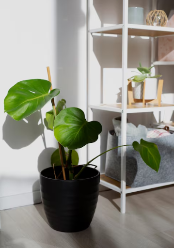 Cuidado de plantas en casa