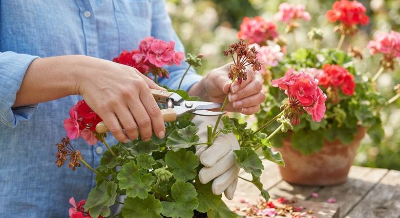 Plantas de exterior