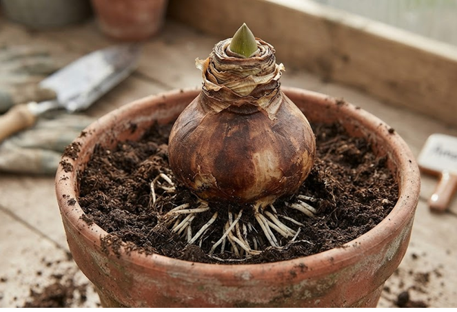 Plantas de verano
