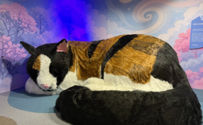 El Museo del Gato CDMX