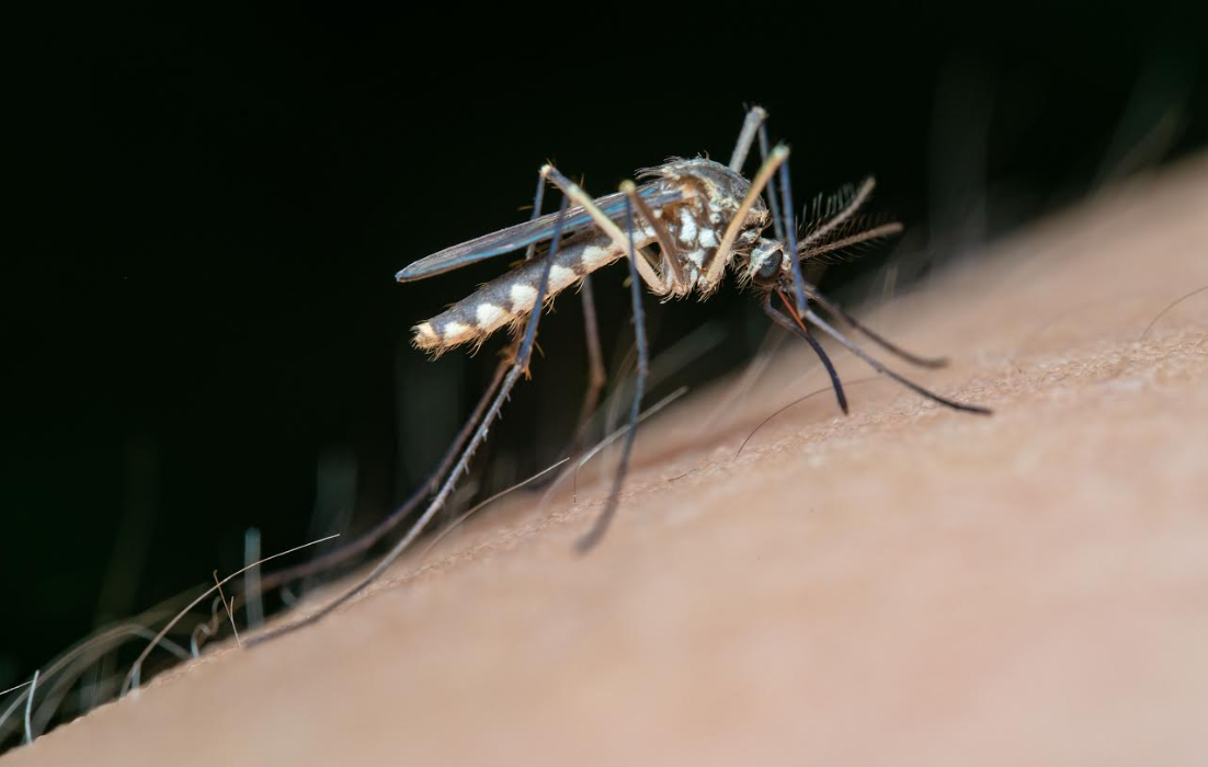 Dengue en mujeres