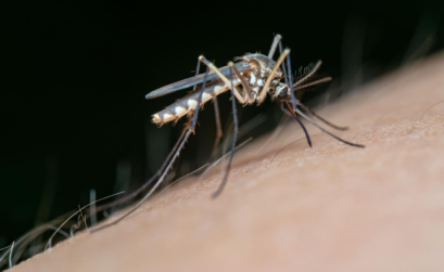 Dengue en mujeres