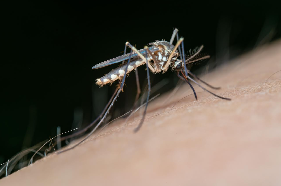Dengue en mujeres