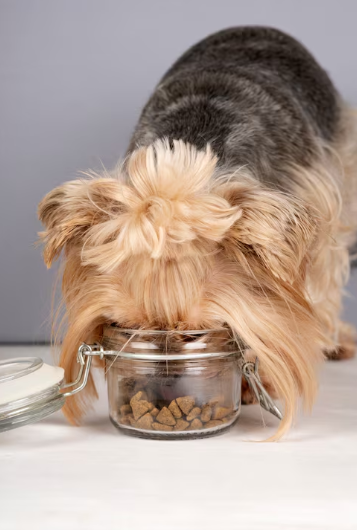 Alimentos prohibidos para perros