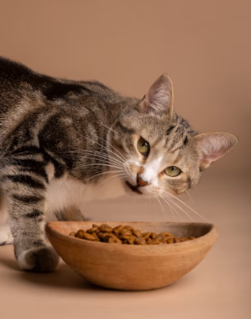 Que no pueden comer los gatos