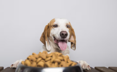 Nutrición animal